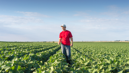 farmer walks through soybean field