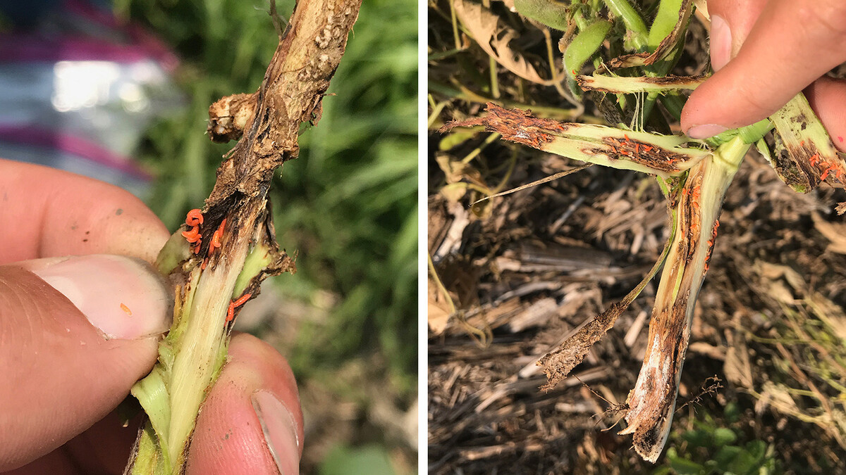 orange soybean gall midge larvae