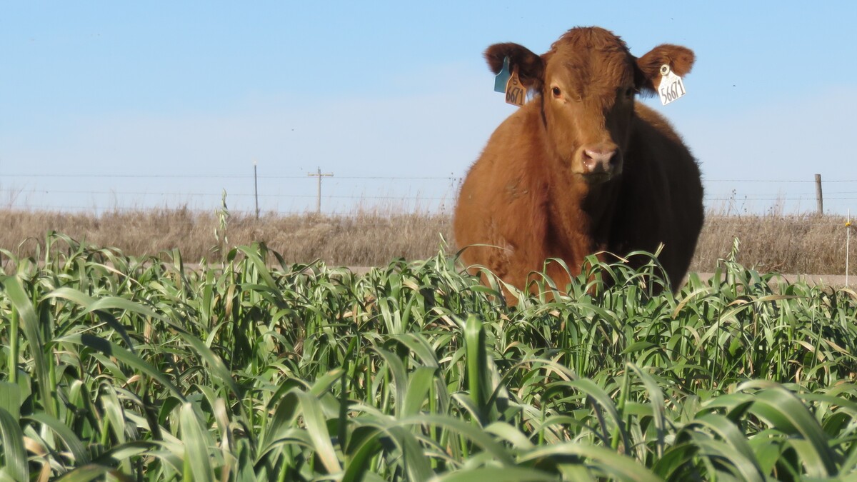 Cover Crops