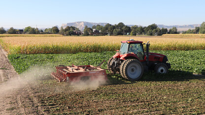 sugar beets