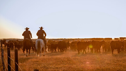 Tater Tot Cows