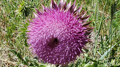 Bull Thistle 