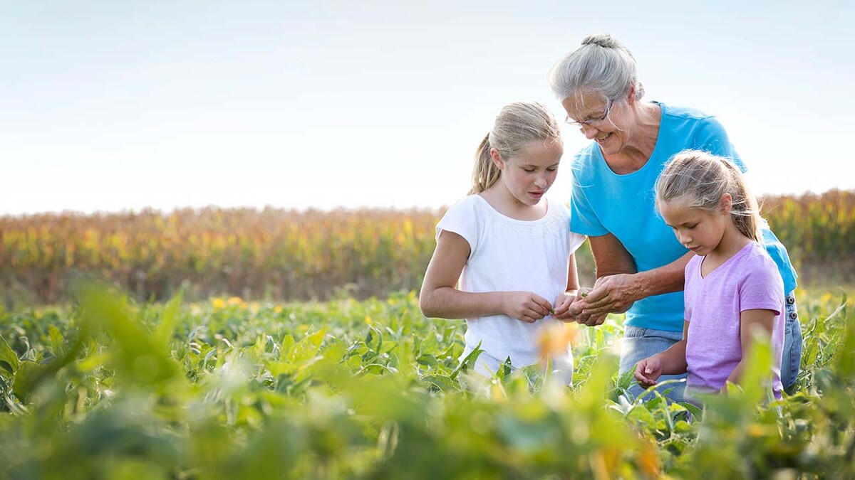 Grandmother showing flowers to children in a field