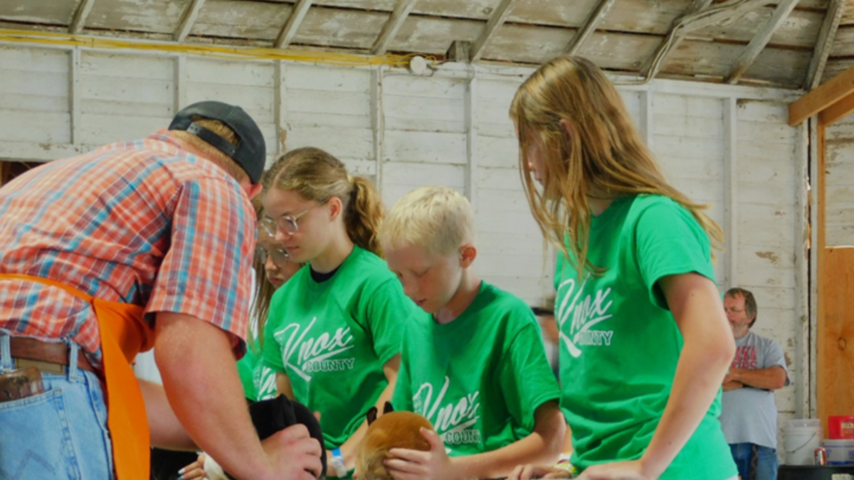 Knox County Fair 4-H rabbit show