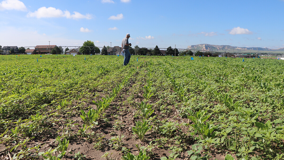 sugar beet crop