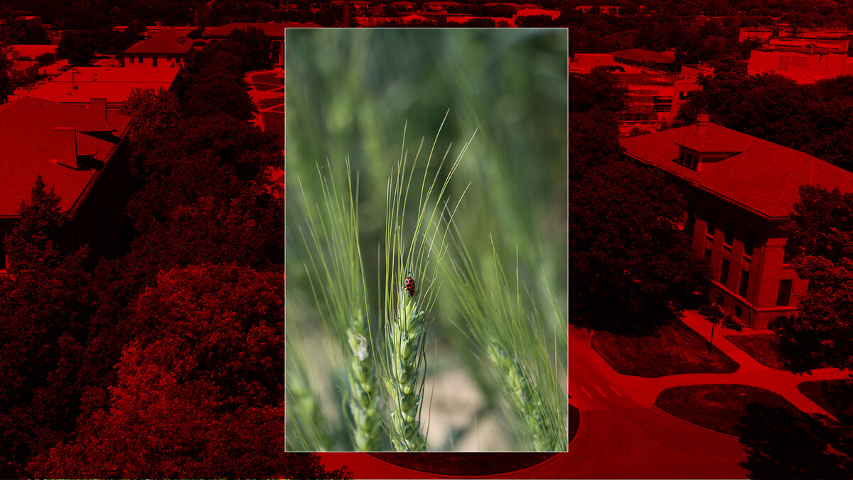 ladybug on wheat