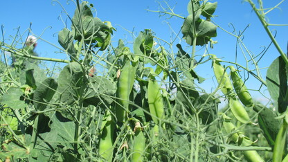 winter peas