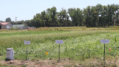 cover crop