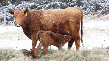 cow and calves