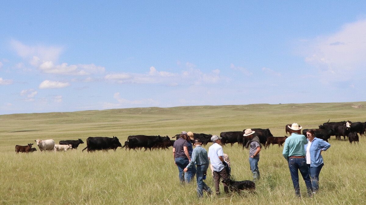 pasture of cattle with people