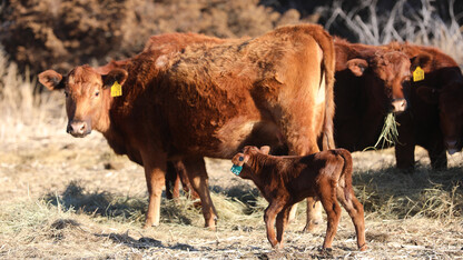 new born calf with cow