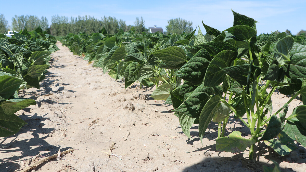 field of bean plants