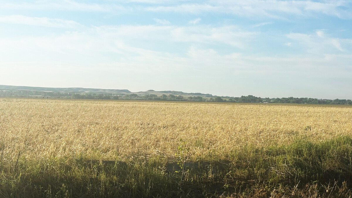 field of rye