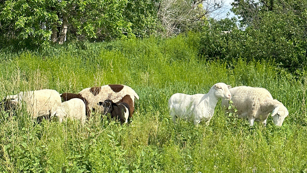 sheep in grass field