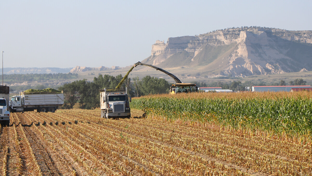 silage in a field 