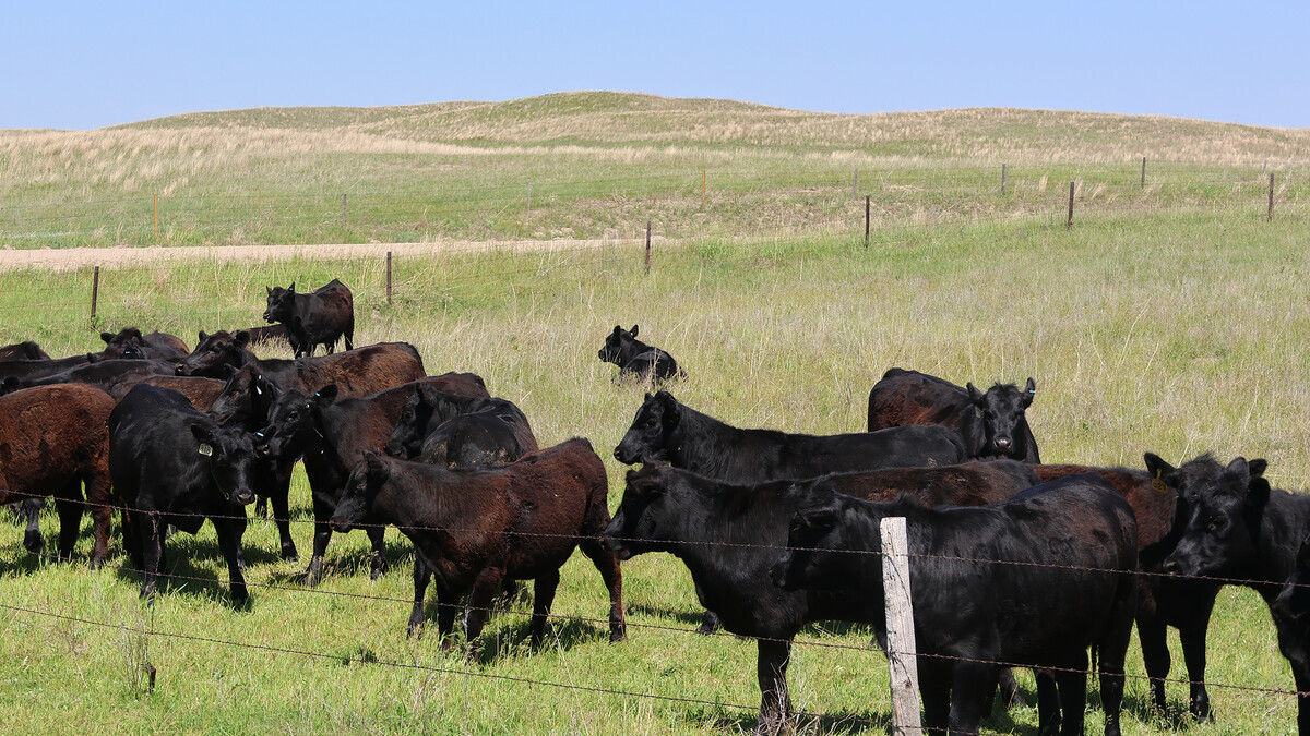 cows in a pasture 