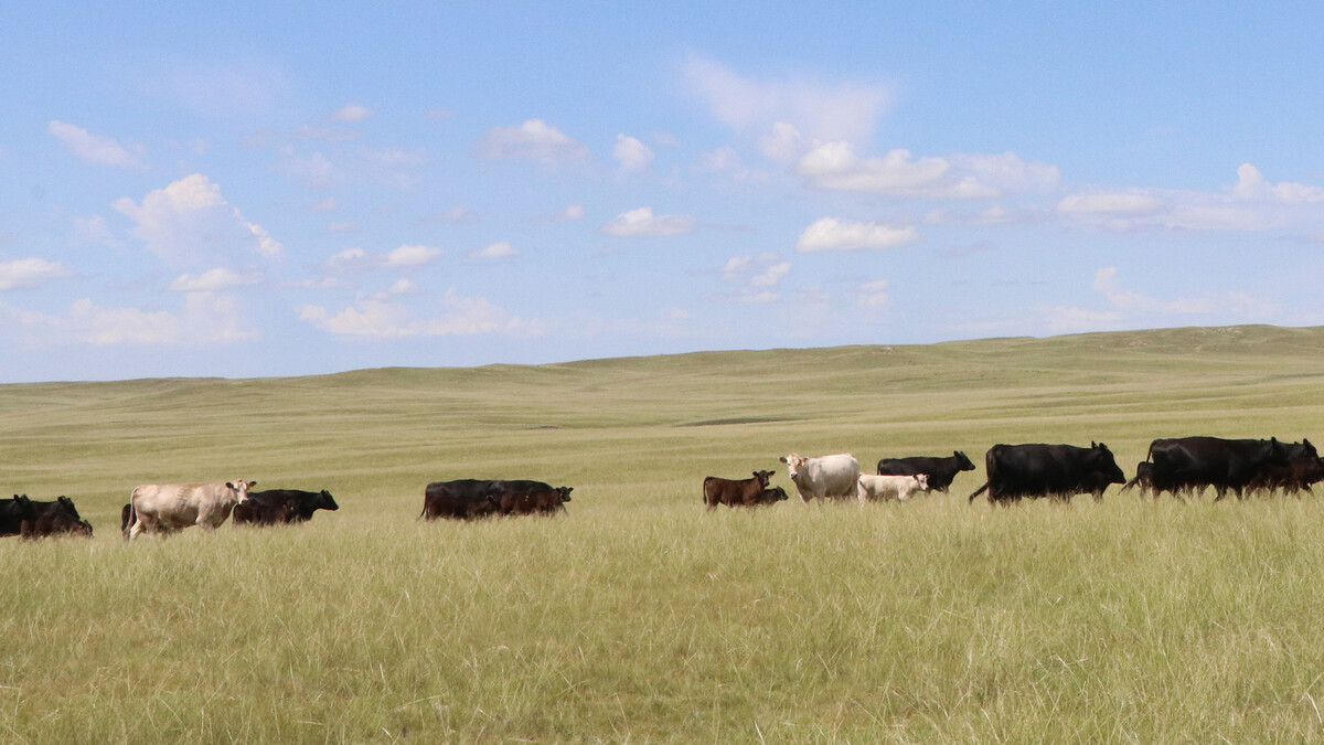 field of cattle