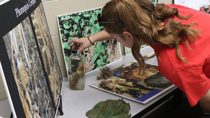 Student looks at plant roots