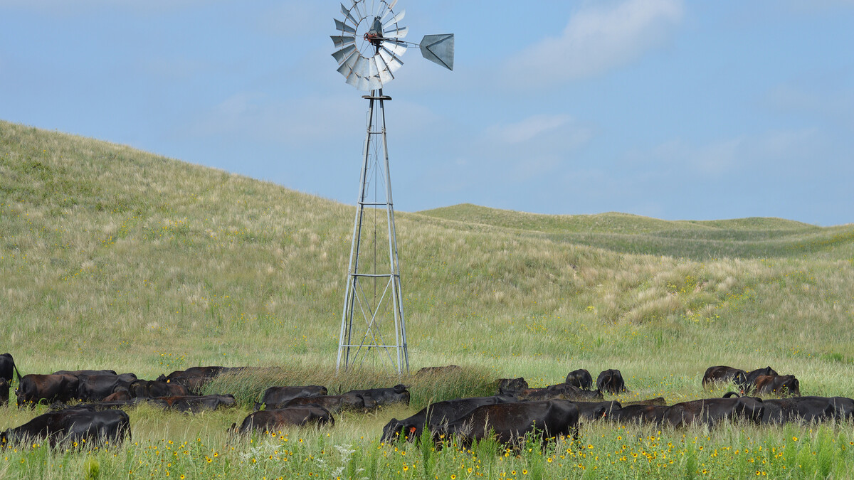 Cattle graze by a windmill. Courtesy Photo