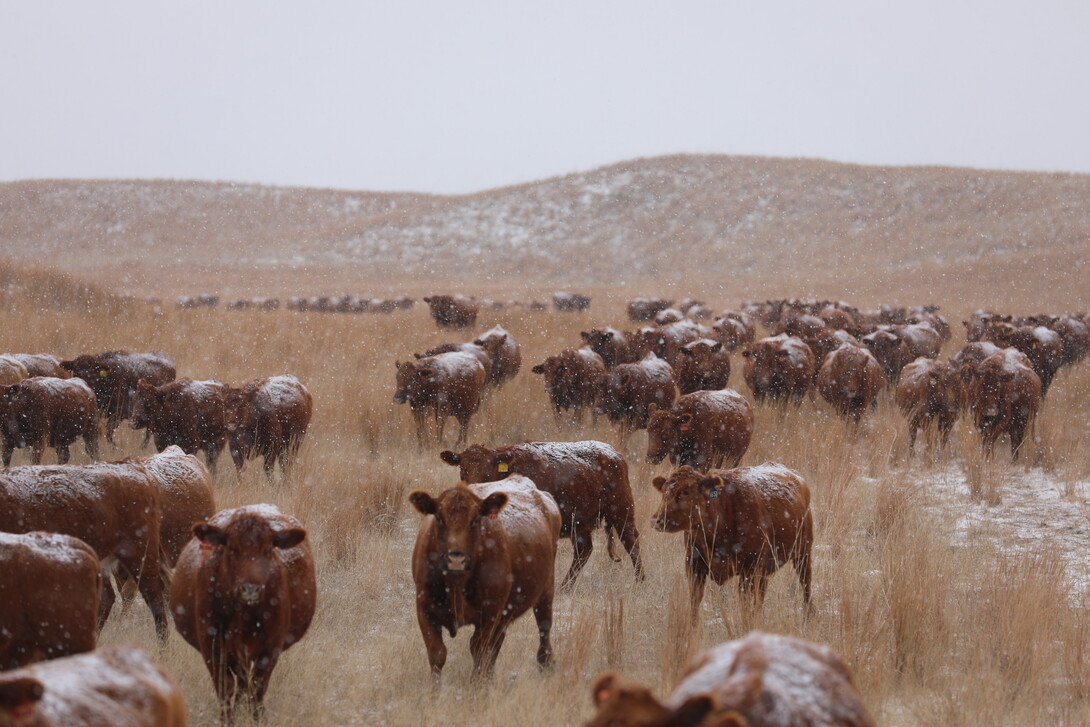 red angus cattle move towards feed in the Nebraska Sandhills during a snow squall