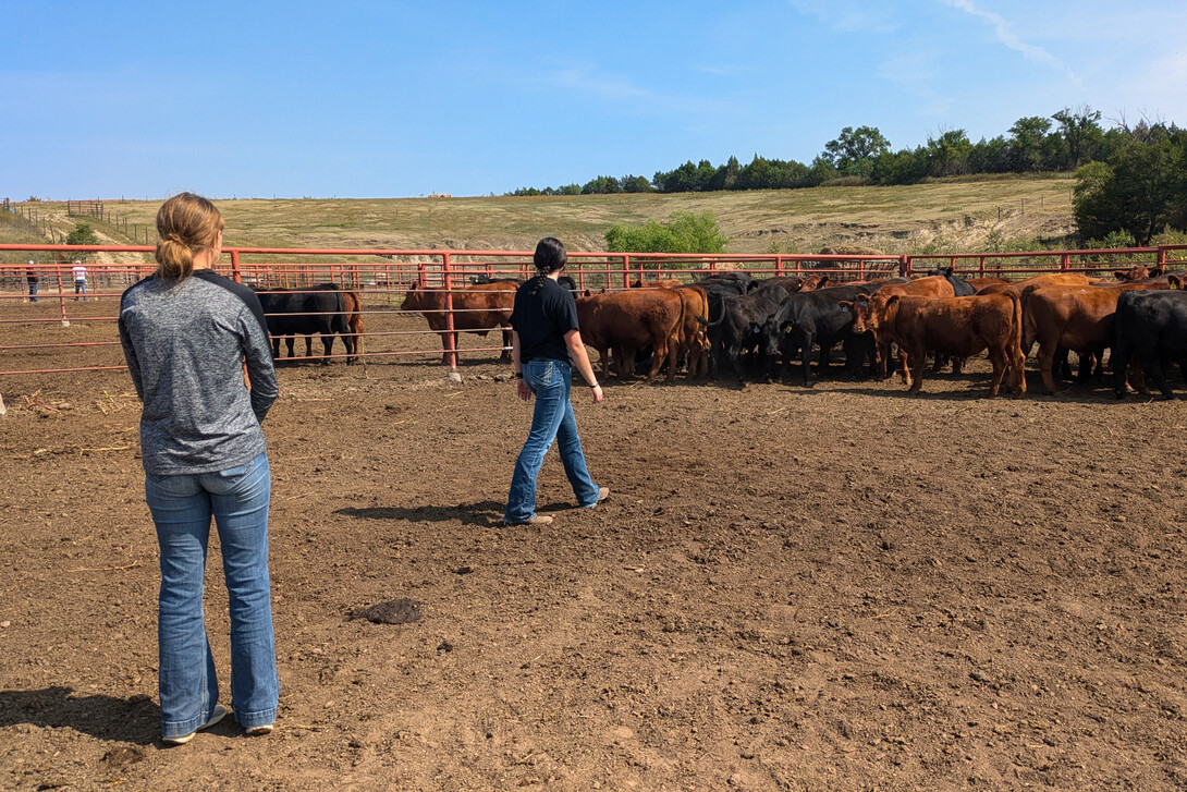 students in pen with cattle