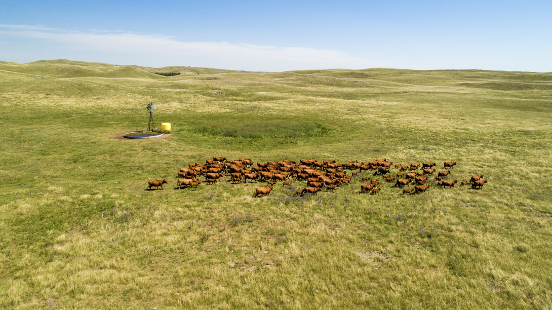 cattle gather around a windmill at Gundmundsen Sandhills Ranch
