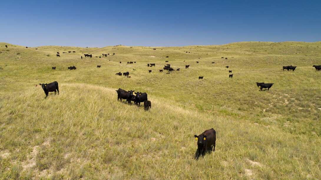 cattle grazing in the Nebraska Sandhills