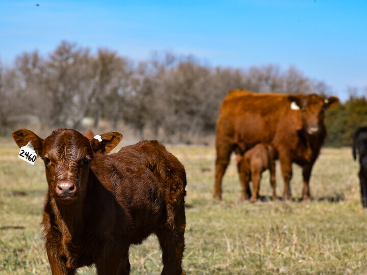 calves in a pasture