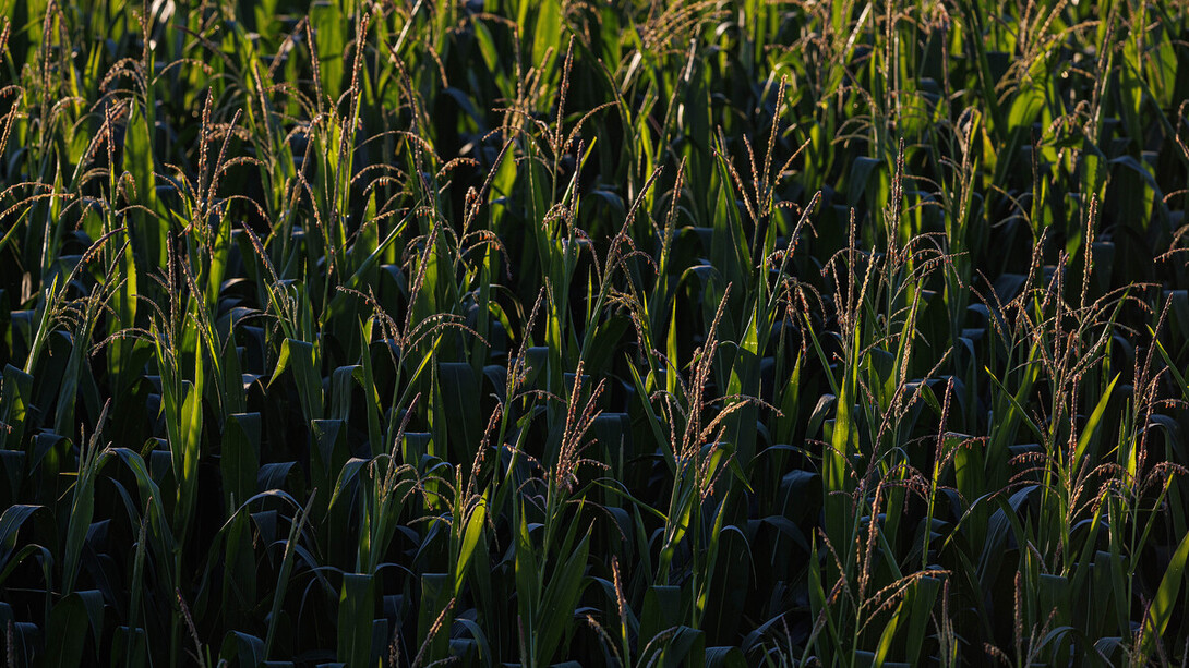 field corn