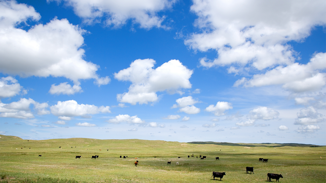 From managing weeds to harnessing drones, Nebraska Extension’s Pasture and Acreage Expo will give livestock producers and acreage owners practical tools to make the most of their land.