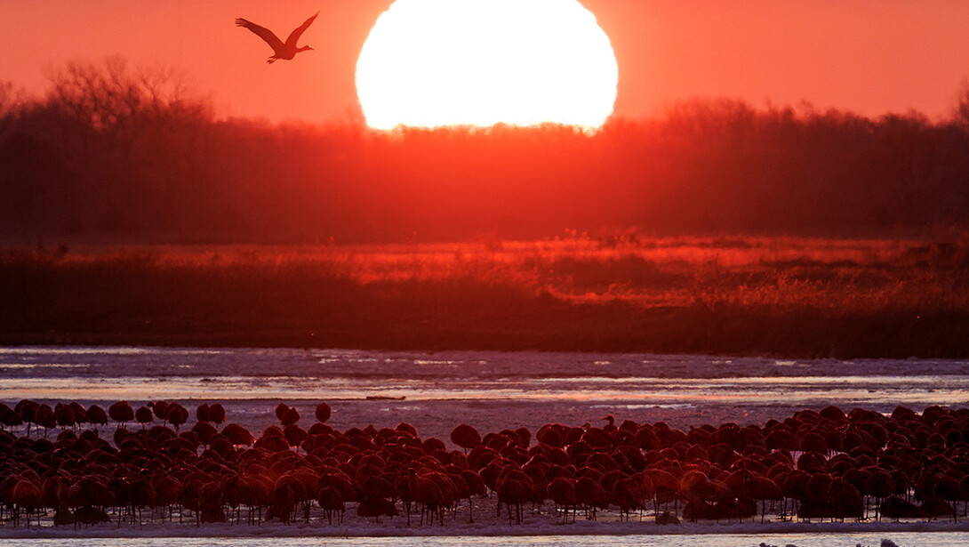 A crane flies toward the sun during a red sunrise, while hundreds of Sandhill Cranes sit along the Platte River in Nebraska.