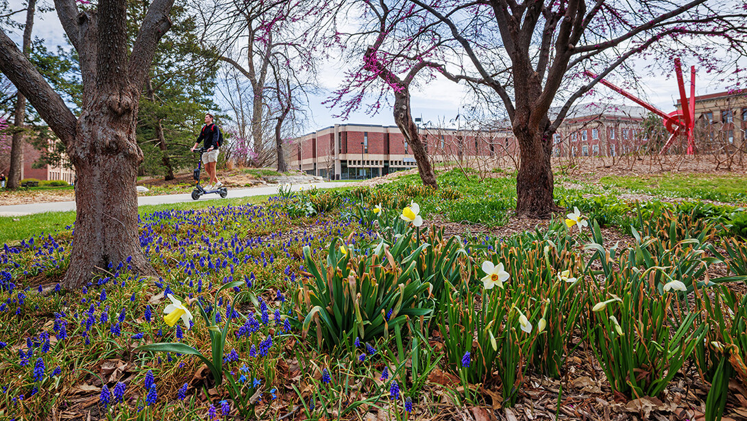 Flowers dot the ground surrounding the walking path outside of Love Library North on a spring day.