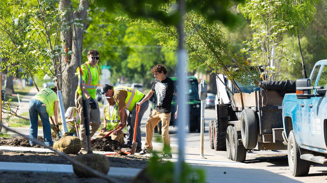 People stand with shovels in a row of trees.