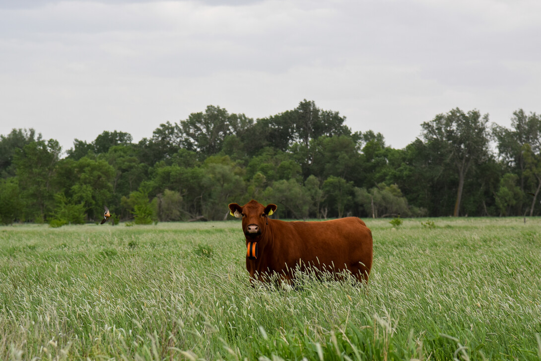 cows grazing perennial grass with virtual fencing