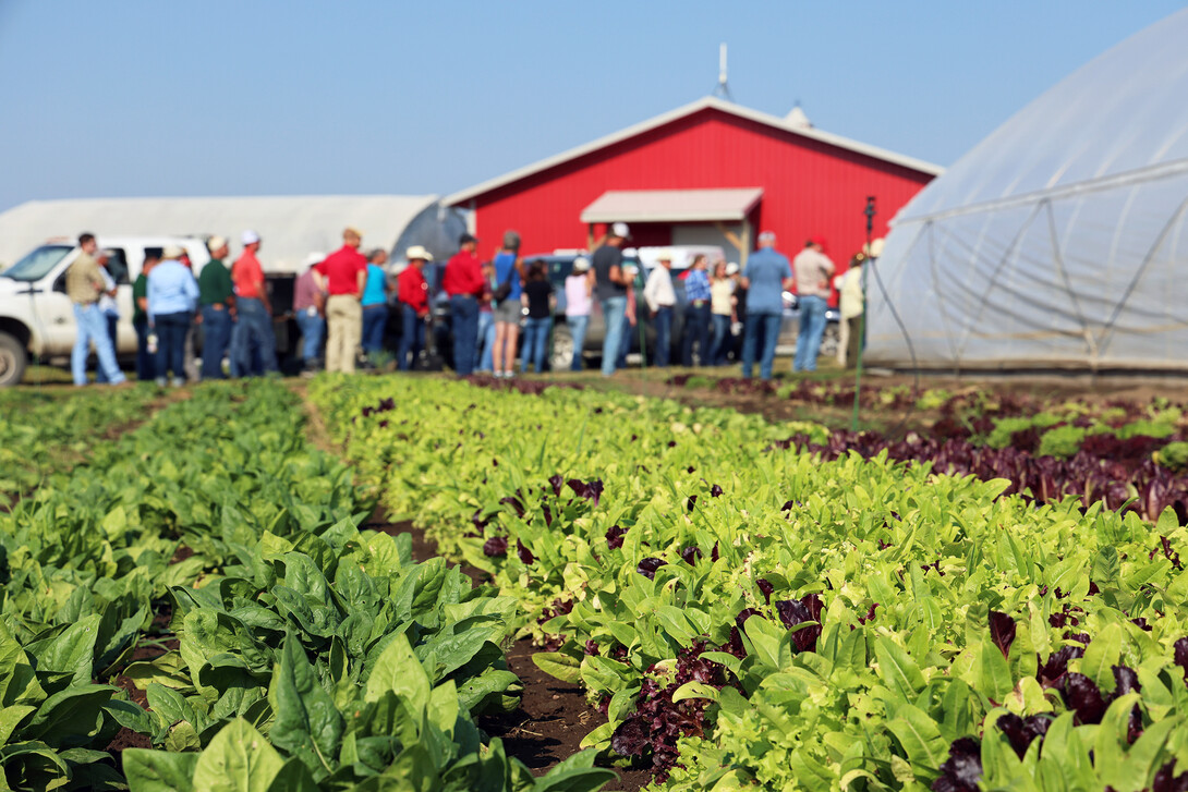 small green plants with a line of people