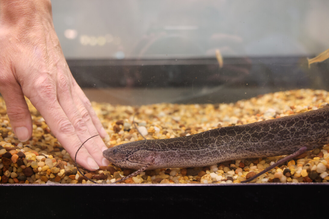 Lungfish in a tank