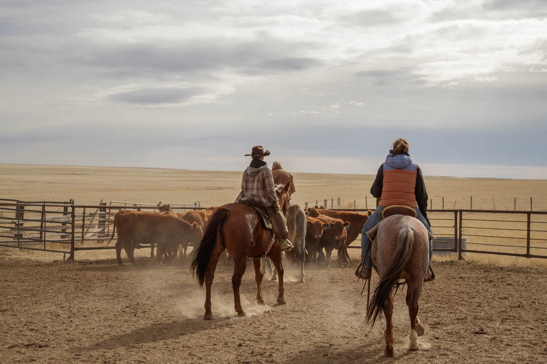 Two riders on horseback guide a group of cattle into a corral on an open prairie, with dust rising from the ground under a wide, cloudy sky.