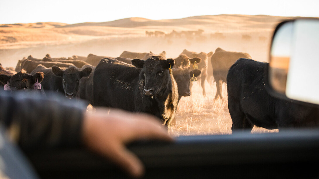 Checking Black Angus Cattle 