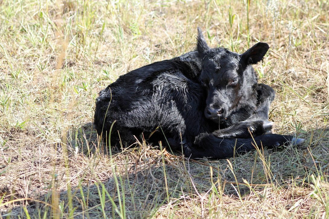 baby calf