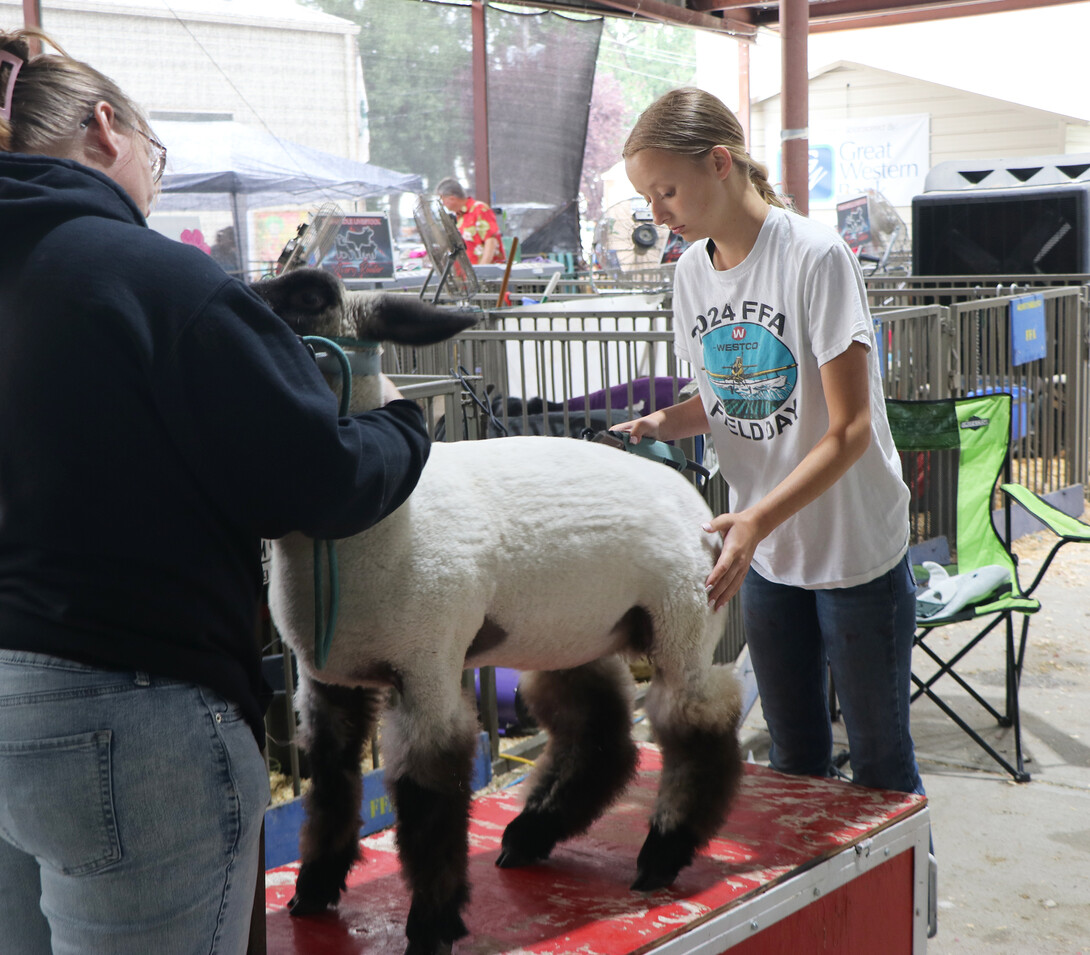 showmen with sheep on stand