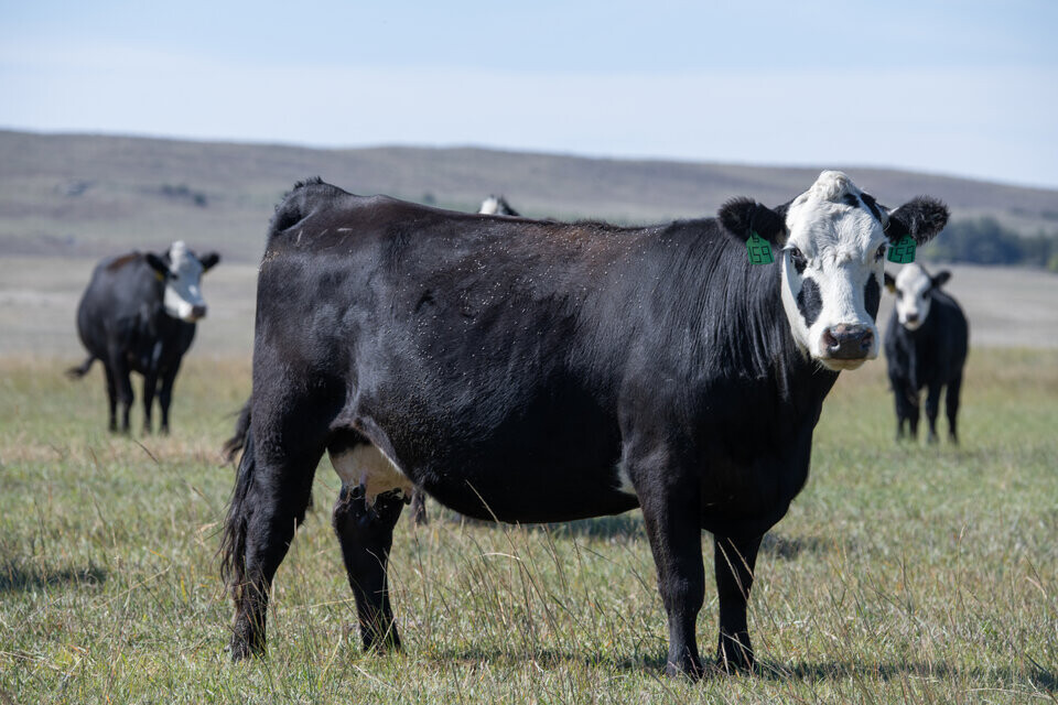cow in nebraska sandhills