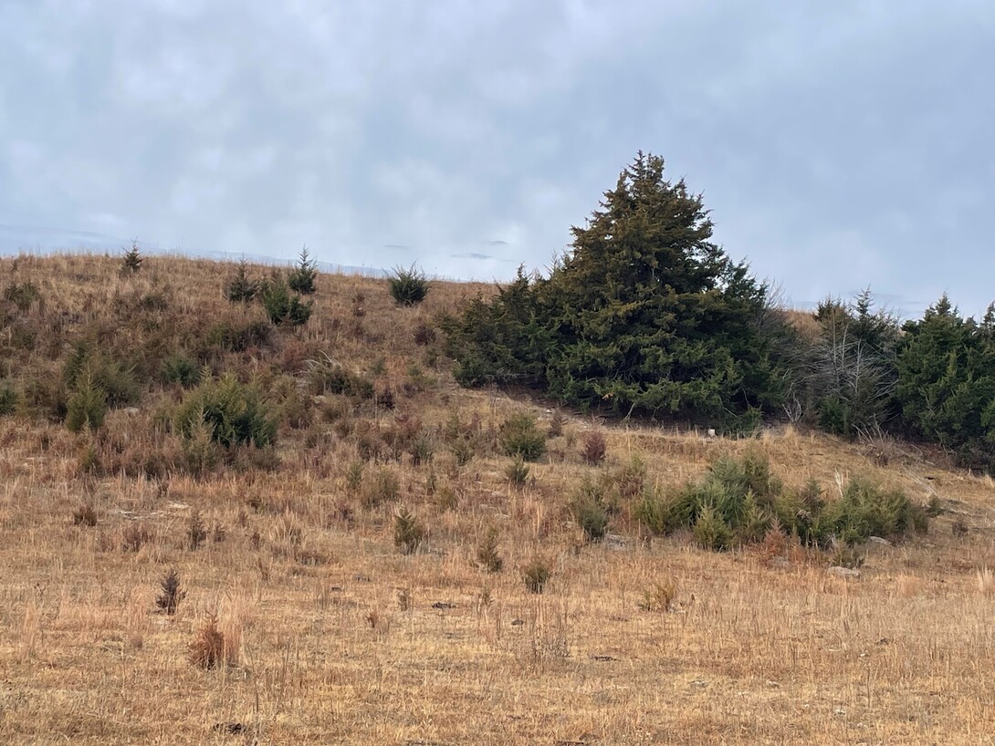 cedar tress on a hillside