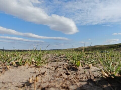 Rangeland in Lincoln County, Nebraska two months after the February 27, 2024 Betty's Way wildfire.