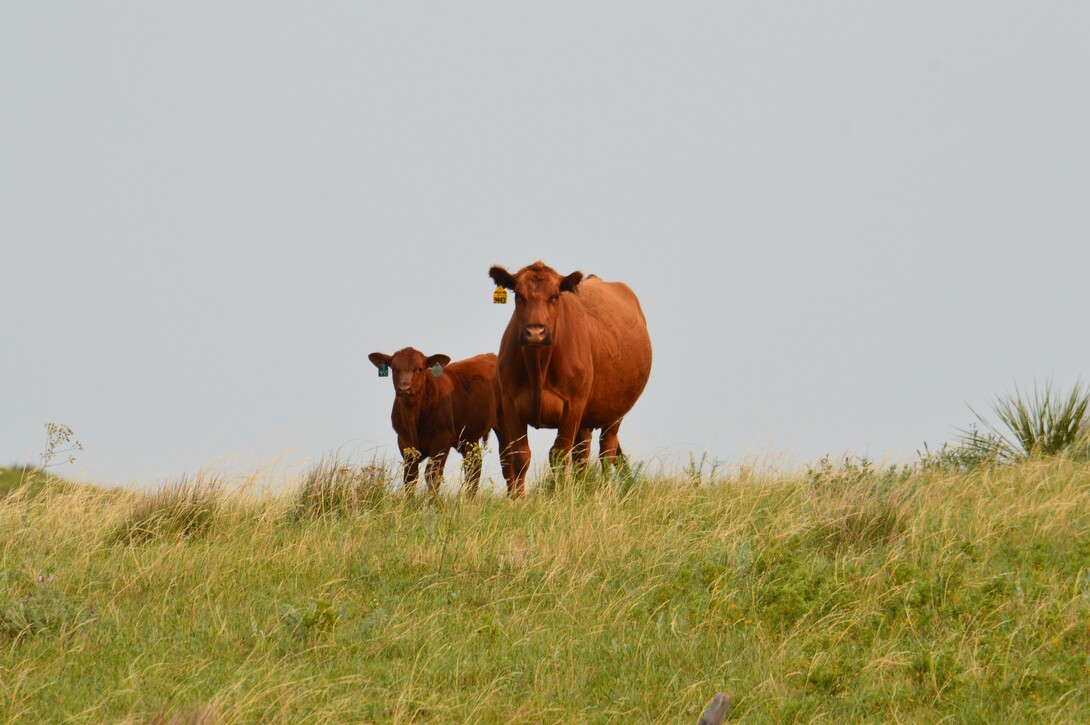 A red cow and her calf stand alert in a grassy Sandhills pasture under a pale summer sky, surrounded by native grasses and yucca.