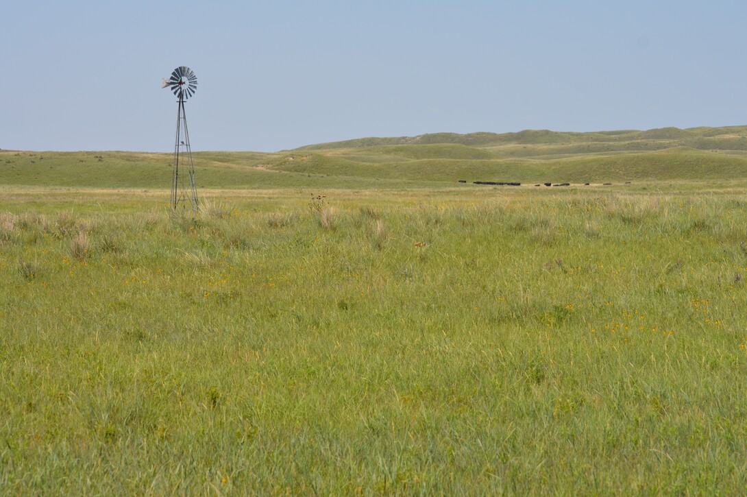 windmill and cattle in the sandhills