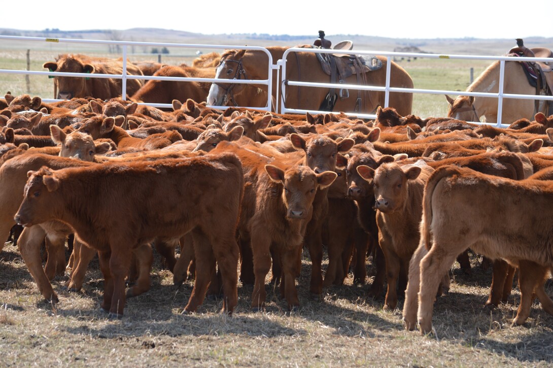 spring calves sorted in corral