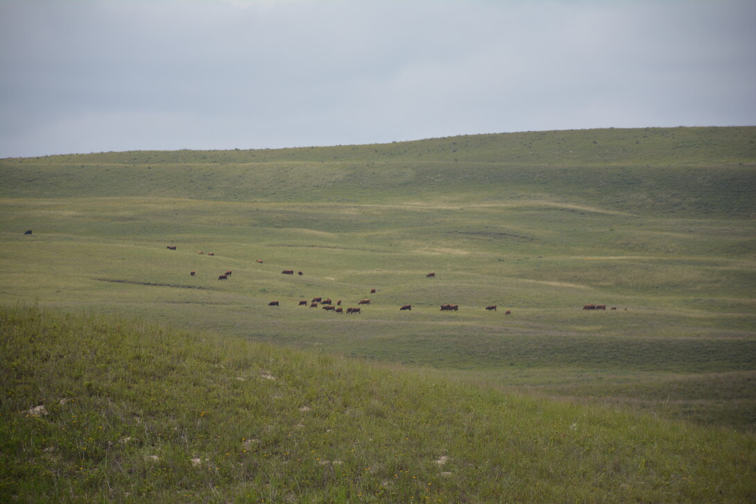 Cattle graze summer range. Photo by Mitchell Stephenson, Nebraska Agronomy & Horticulture.