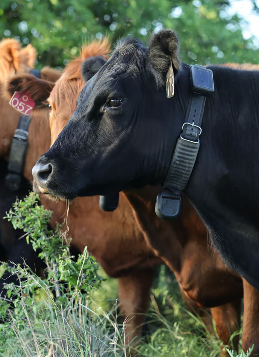 cattle wearing collar