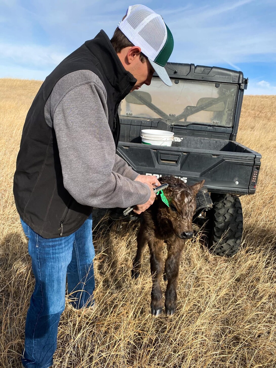 Austin Starr tagging calf