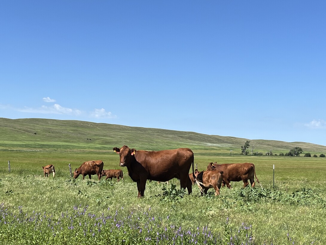 Cattle graze in the Nebraska Sandhills at the Gudmundsen Sandhills Laboratory. 